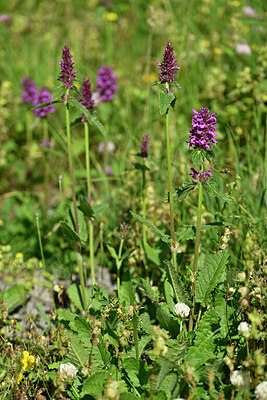 BUITEN BEELD Foto: 447766