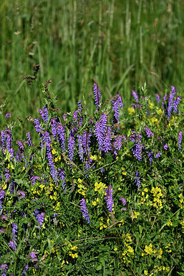BUITEN BEELD Foto: 447767