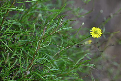 BUITEN BEELD Foto: 447768