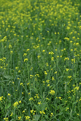 BUITEN BEELD Foto: 447775