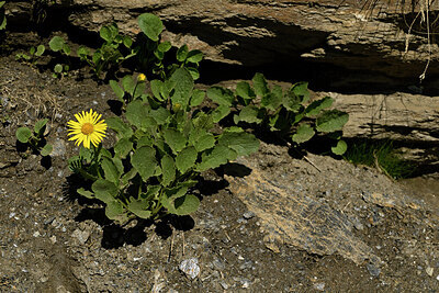 BUITEN BEELD Foto: 447776