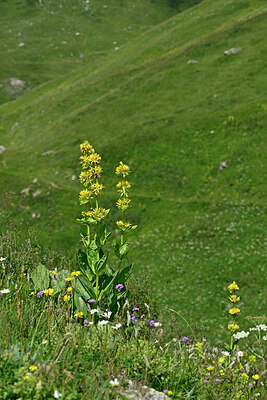 BUITEN BEELD Foto: 447777