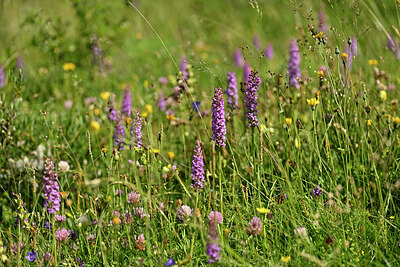 BUITEN BEELD Foto: 447778