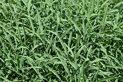 BUITEN BEELD Foto: 447785