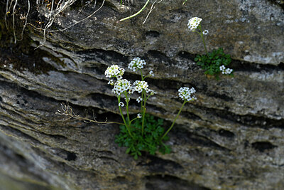 BUITEN BEELD Foto: 447786