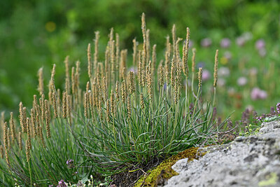 BUITEN BEELD Foto: 447789