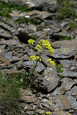 BUITEN BEELD Foto: 447790