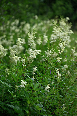 BUITEN BEELD Foto: 447791