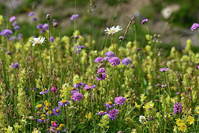 BUITEN BEELD Foto: 447792