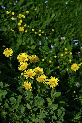BUITEN BEELD Foto: 447794