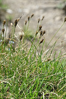 BUITEN BEELD Foto: 447796