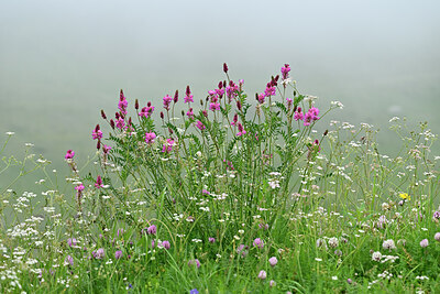 BUITEN BEELD Foto: 447797