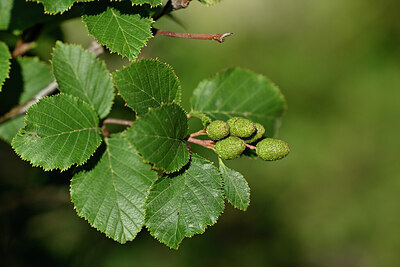 BUITEN BEELD Foto: 447803