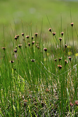 BUITEN BEELD Foto: 447809