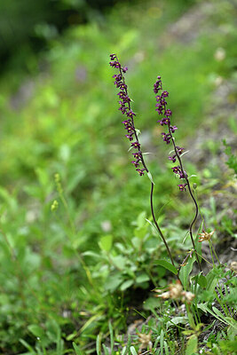 BUITEN BEELD Foto: 447812