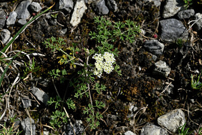 BUITEN BEELD Foto: 447817