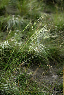 BUITEN BEELD Foto: 447818