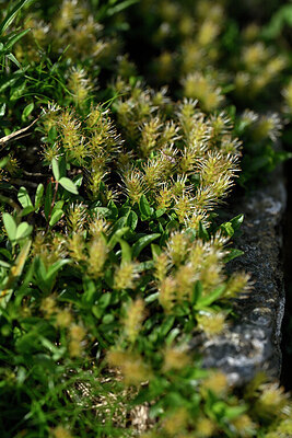BUITEN BEELD Foto: 447819