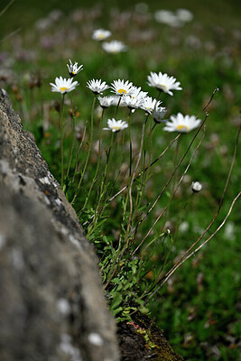BUITEN BEELD Foto: 447821