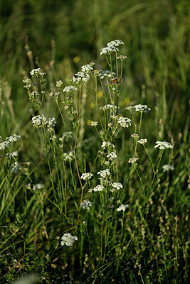 BUITEN BEELD Foto: 447825