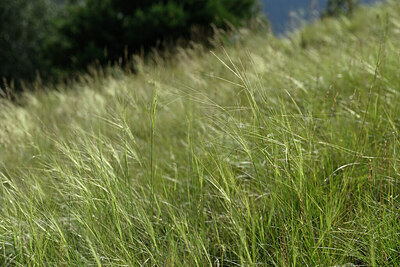 BUITEN BEELD Foto: 447826