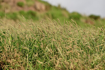 BUITEN BEELD Foto: 447831