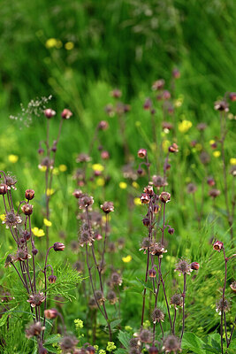 BUITEN BEELD Foto: 447833