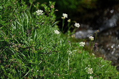 BUITEN BEELD Foto: 447834