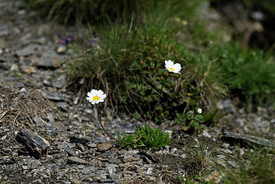 BUITEN BEELD Foto: 447836