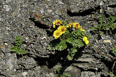 BUITEN BEELD Foto: 447837