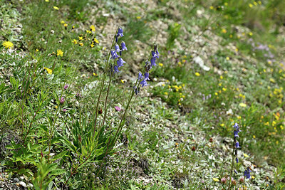 BUITEN BEELD Foto: 447840