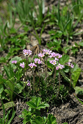 BUITEN BEELD Foto: 447843