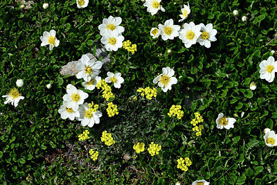 BUITEN BEELD Foto: 447846