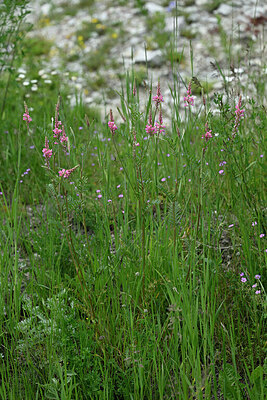 BUITEN BEELD Foto: 447853