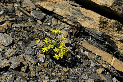 BUITEN BEELD Foto: 447858