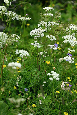 BUITEN BEELD Foto: 447859