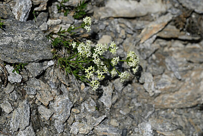 BUITEN BEELD Foto: 447860