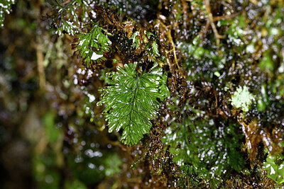 BUITEN BEELD Foto: 447863