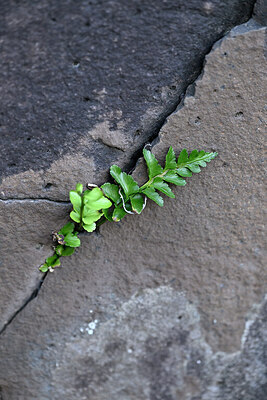 BUITEN BEELD Foto: 447865