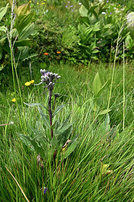 BUITEN BEELD Foto: 447870