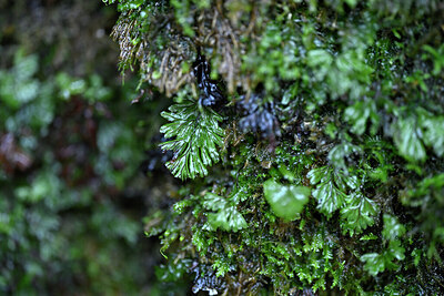 BUITEN BEELD Foto: 447874
