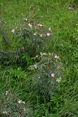 BUITEN BEELD Foto: 447878