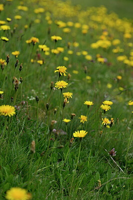 BUITEN BEELD Foto: 447879