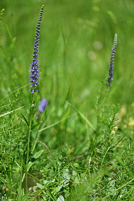 BUITEN BEELD Foto: 447881