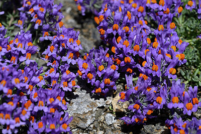 BUITEN BEELD Foto: 447882