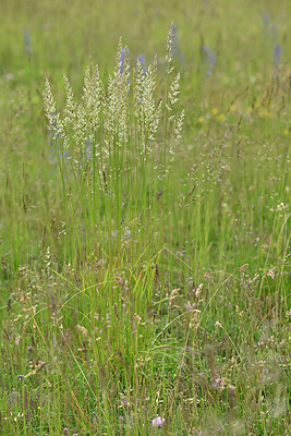 BUITEN BEELD Foto: 447885
