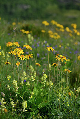 BUITEN BEELD Foto: 447891