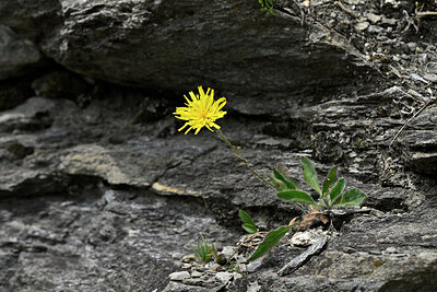 BUITEN BEELD Foto: 447899