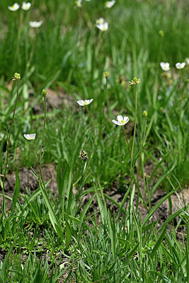 BUITEN BEELD Foto: 447902