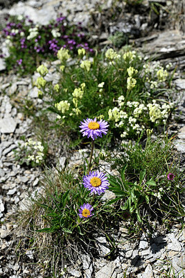 BUITEN BEELD Foto: 447904